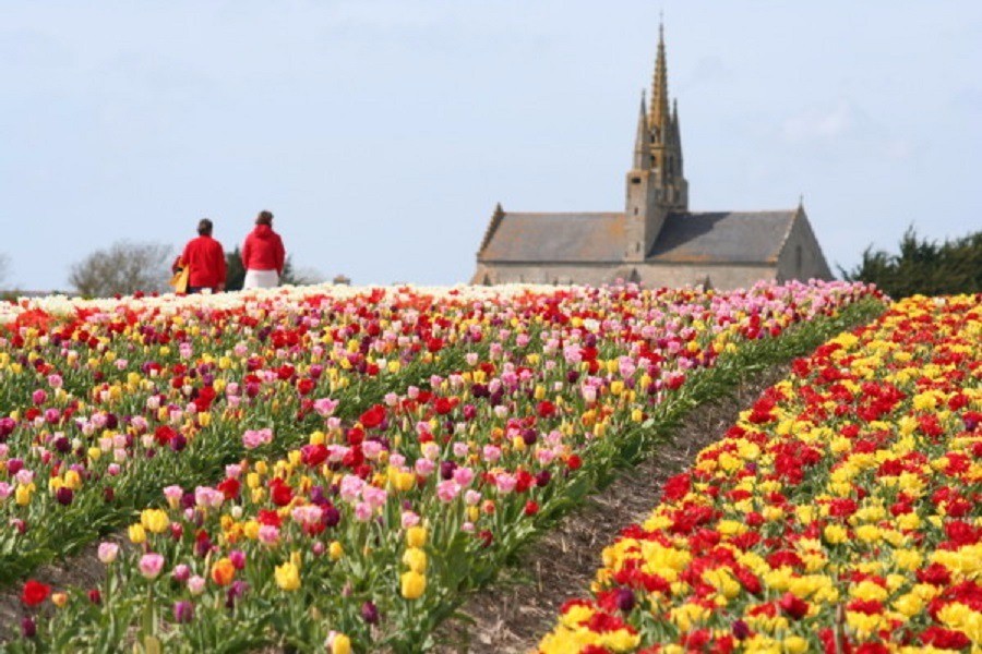 Champs de Tulipe à La Torche