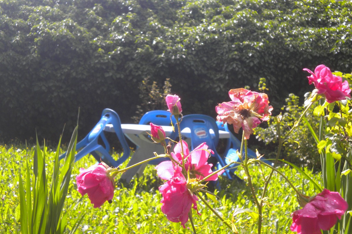 le jardin