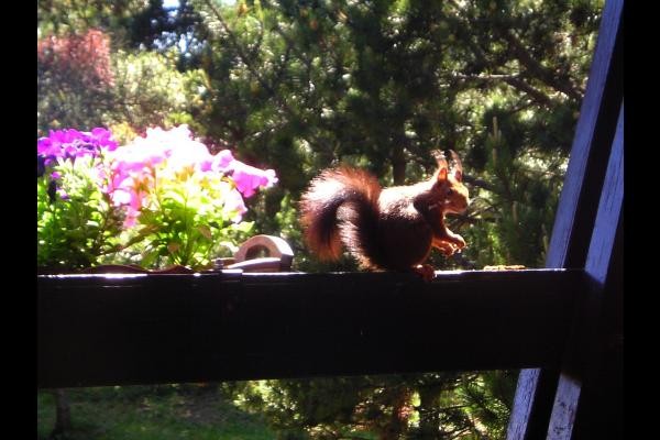 UN INVITE SURPRISE SUR LA TERRASSE