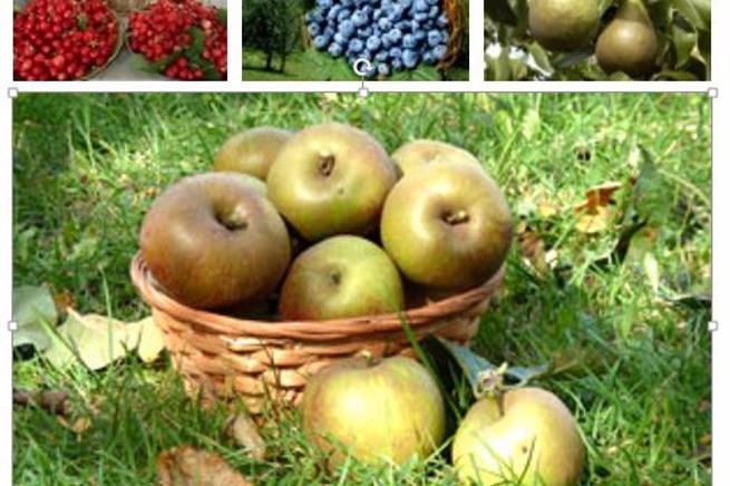 Les joies de la cueillette