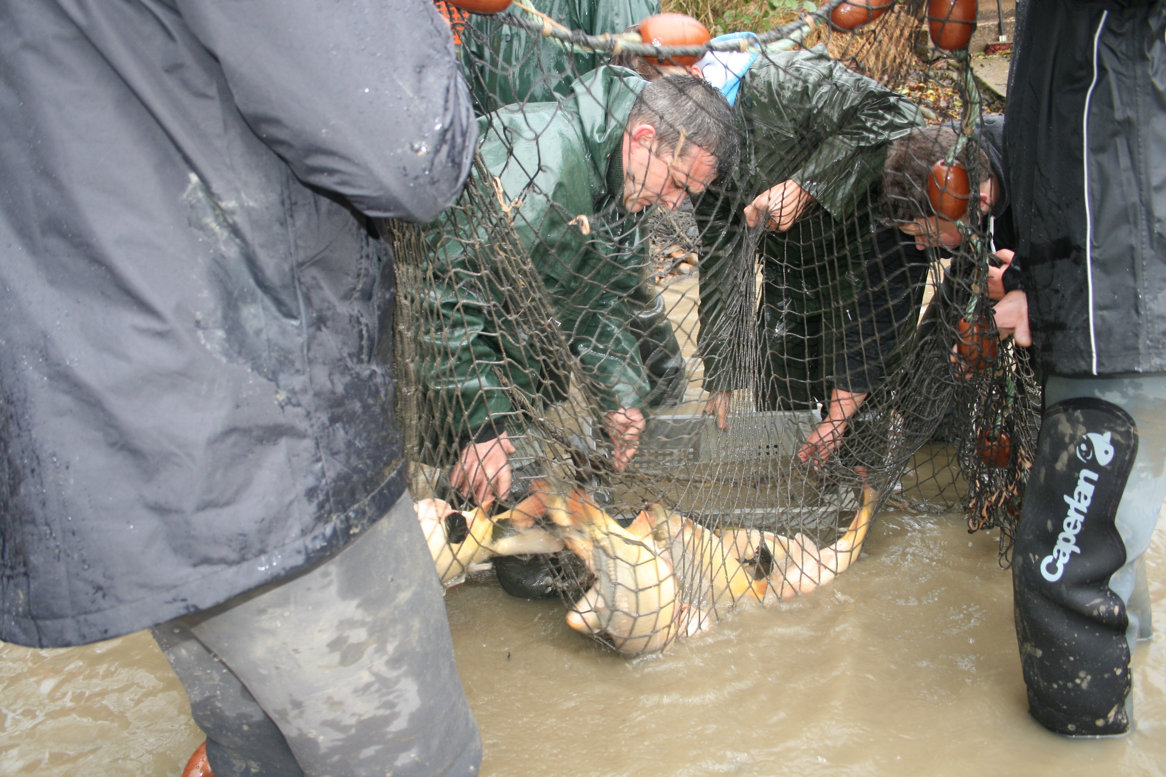 Pêche traditionnelle en Dombes.