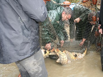 Pêche traditionnelle en Dombes.