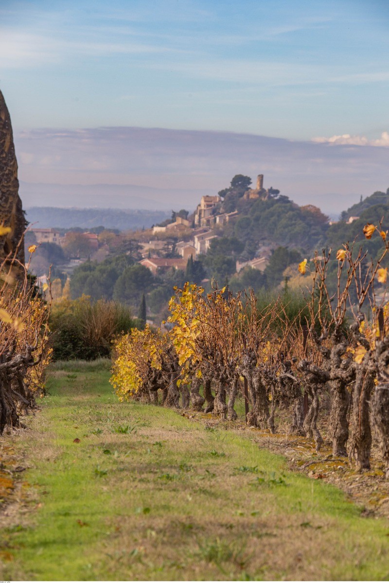 Vignes à l'automne  (©HOCQUEL A - VPA)