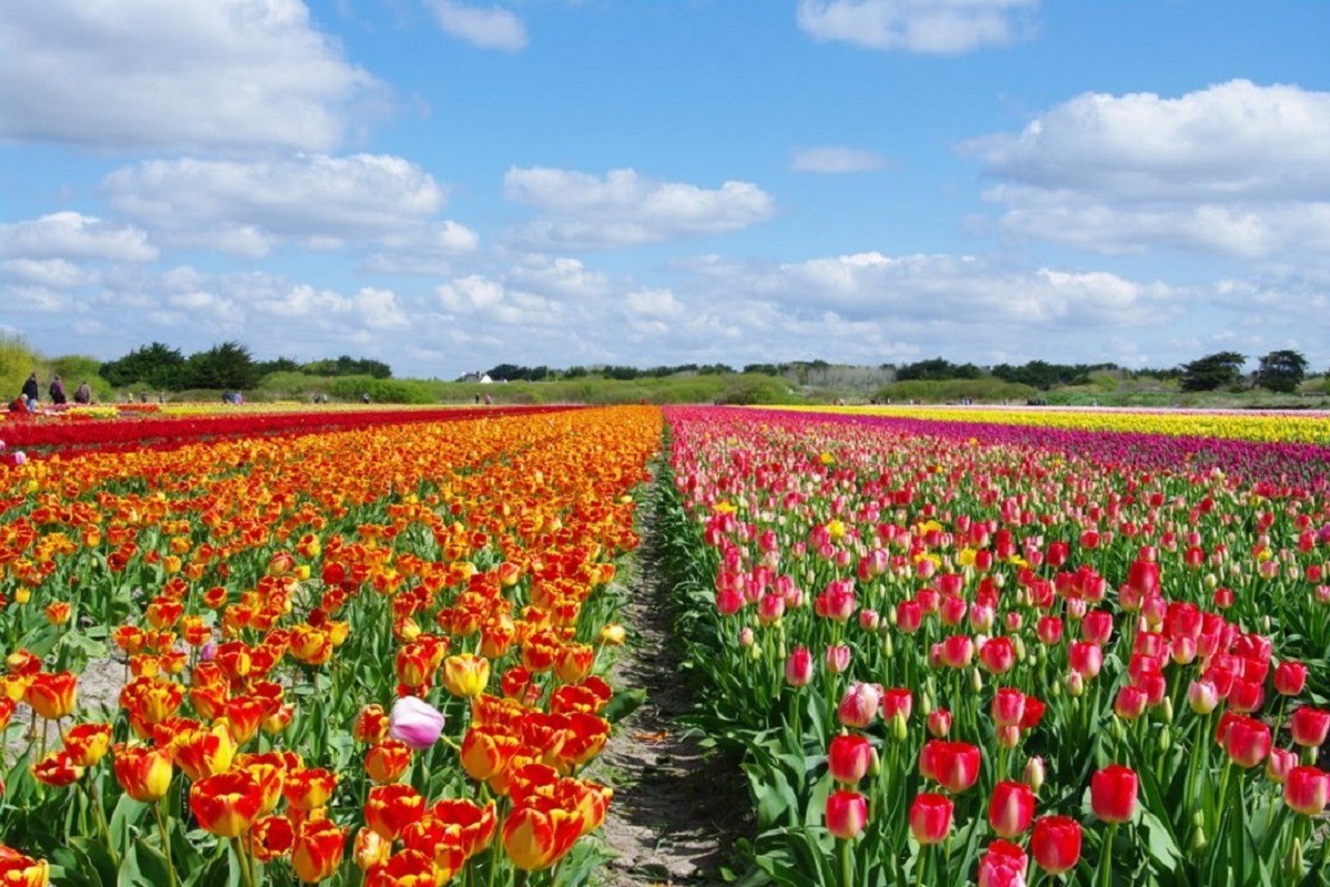 Champs de tulipe et jacinthes à la Torche à Plomeur au printemps
