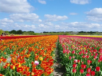 Champs de tulipe et jacinthes à la Torche à Plomeur au printemps