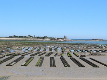 St Vaast parcs à huitres et tatihou