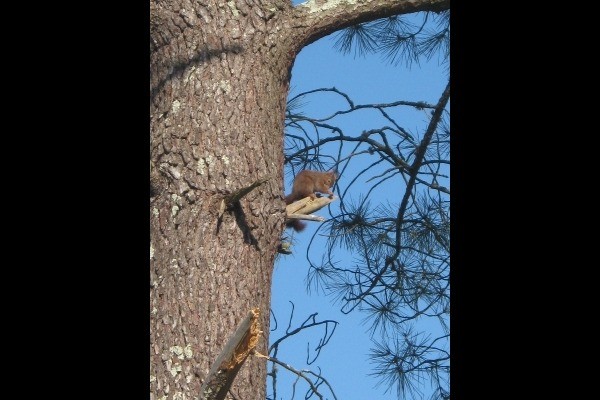 La nature sous vos yeux
