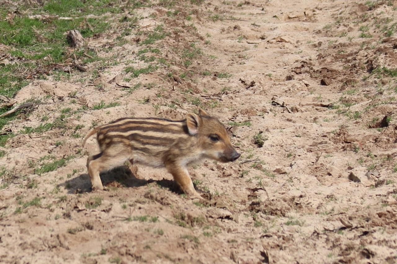 Gîte d'Hybère -  Animaux sauvages
