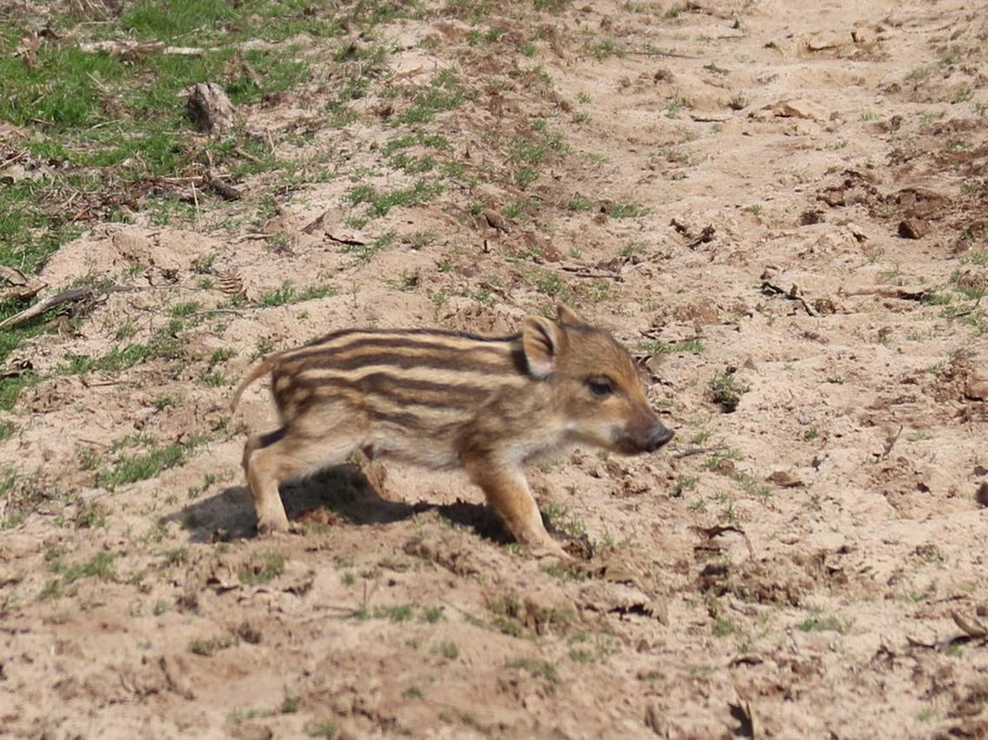 Gîte d'Hybère - Animaux sauvages