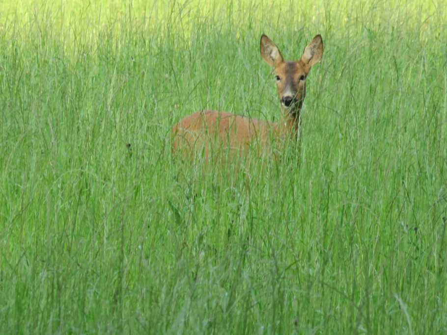 Chevreuil près du gîte
