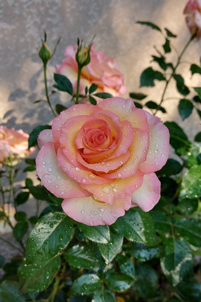 rose du jardin