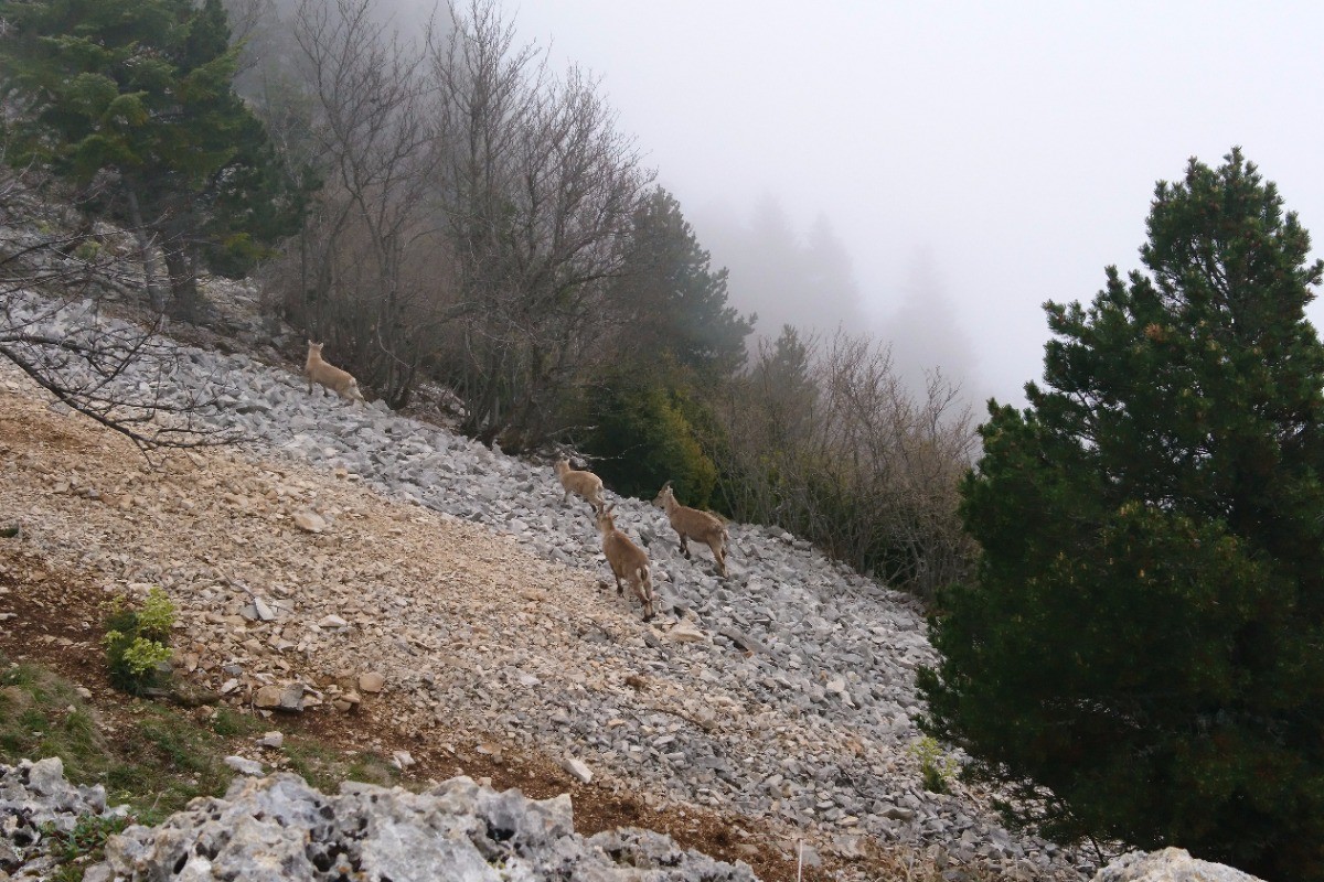 les bouquetins de glandasse rando