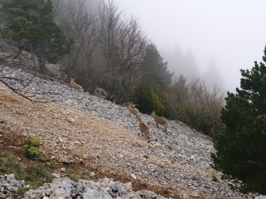 les bouquetins de glandasse rando