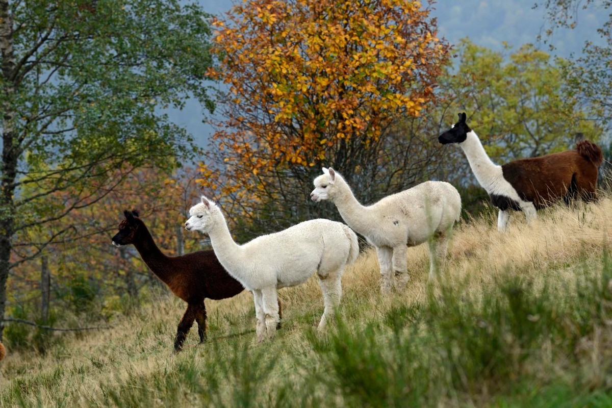 Les lamas de l'auberge - Chalet "Bel Horizon"