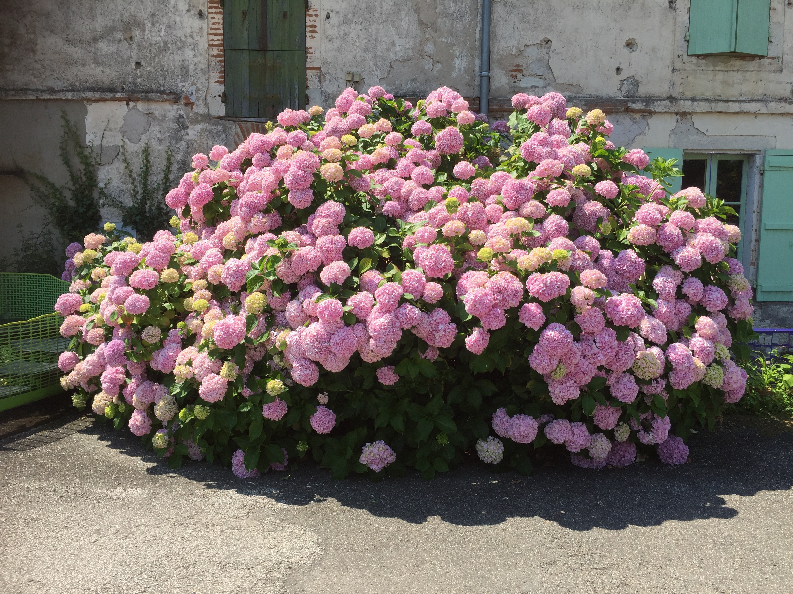 L'hortensia de la maison