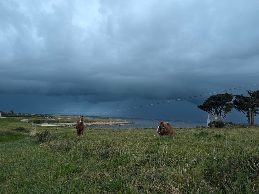 Chevaux de trait à Korn ar Gazel, St-Pabu