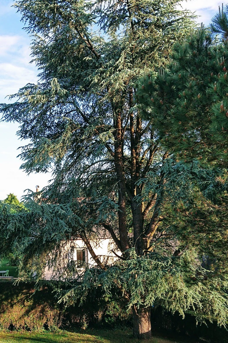 le cèdre