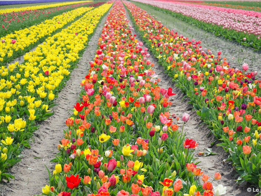Tulip fields at La Torche