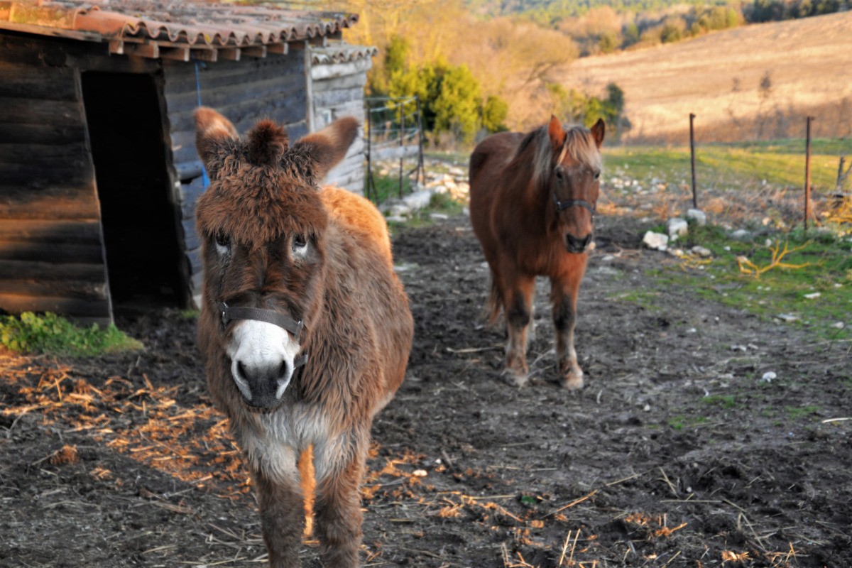 Valentine l'âne, et Gaston le cheval.