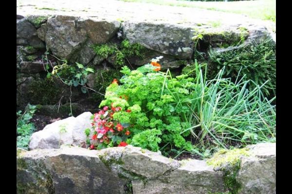 de délicieuses plantes aromatiques pour agrémenter vos petits plats !