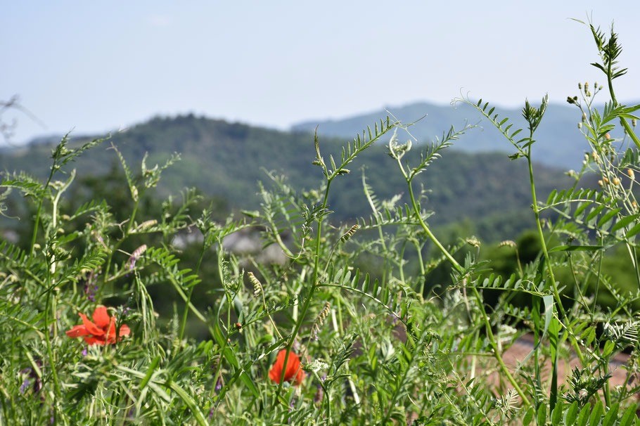 la campagne/les montagnes du Coiron/gite/maison en pierres/randonnée