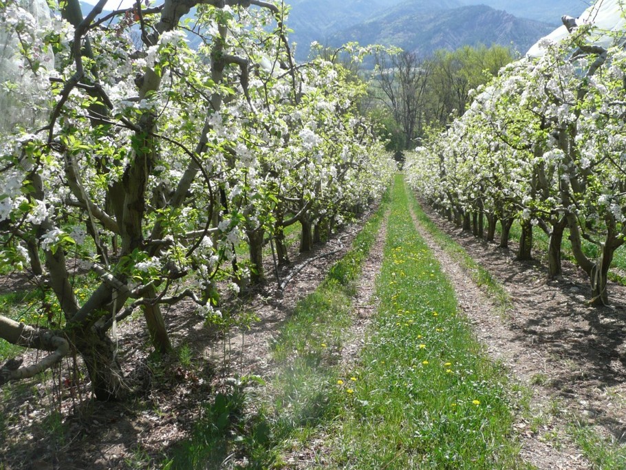 Environnement proche : la Montagne de Céüse