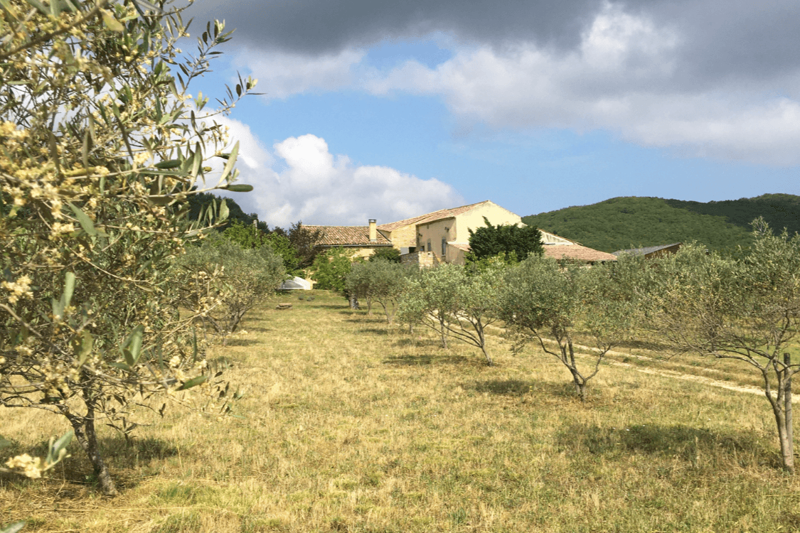 Gîte la Voûte des oliviers - Le Mas de Peyraube et ses oliviers