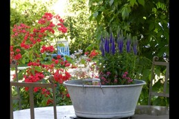 L'environnement fleurie de la Maraîchine