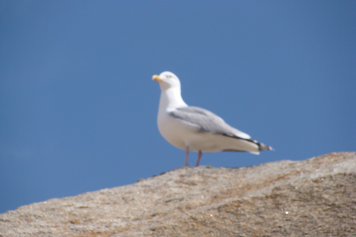 Quiberon - la faune