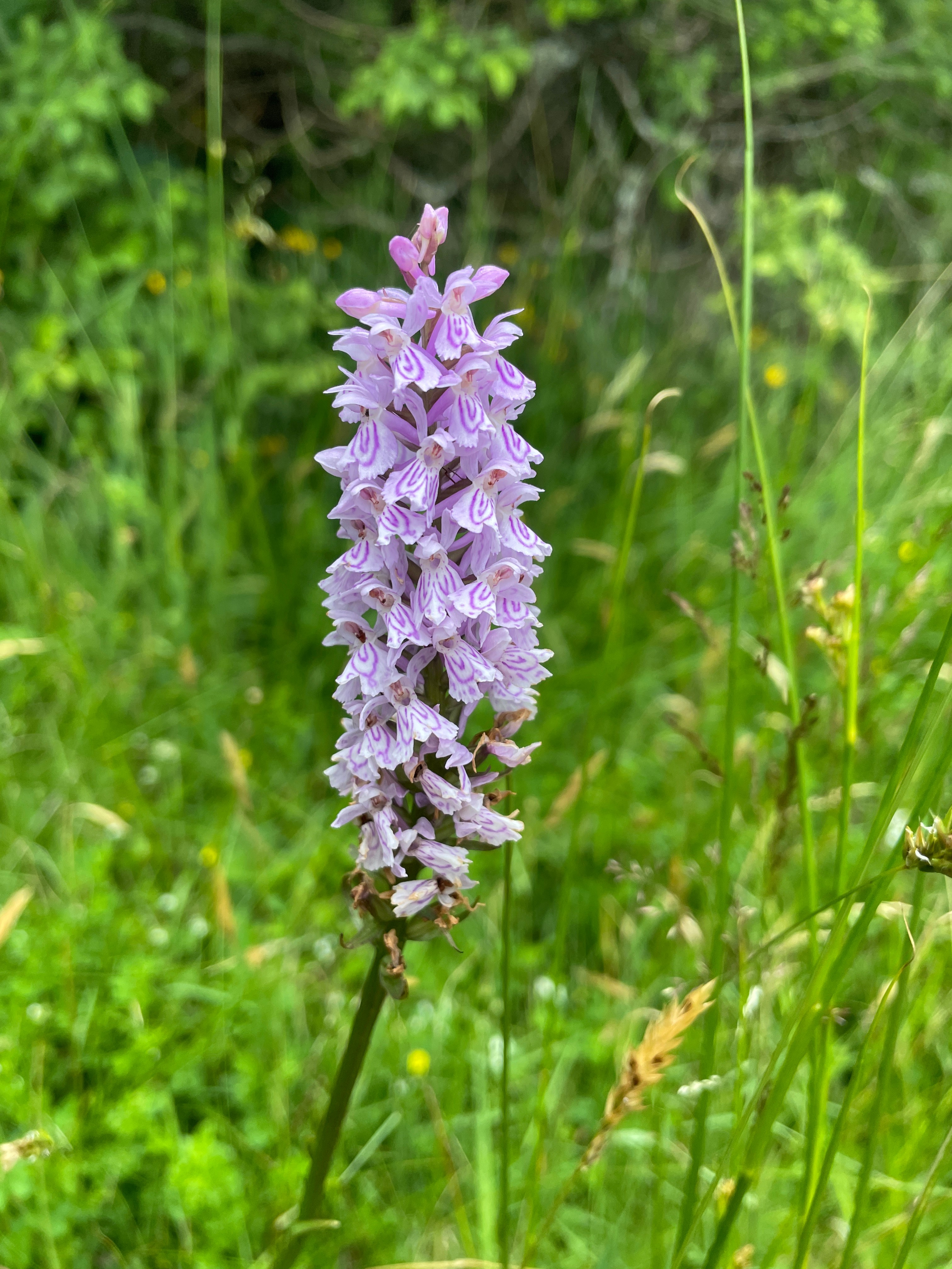 Nature and biodiversity just around the corner: orchids in the garden