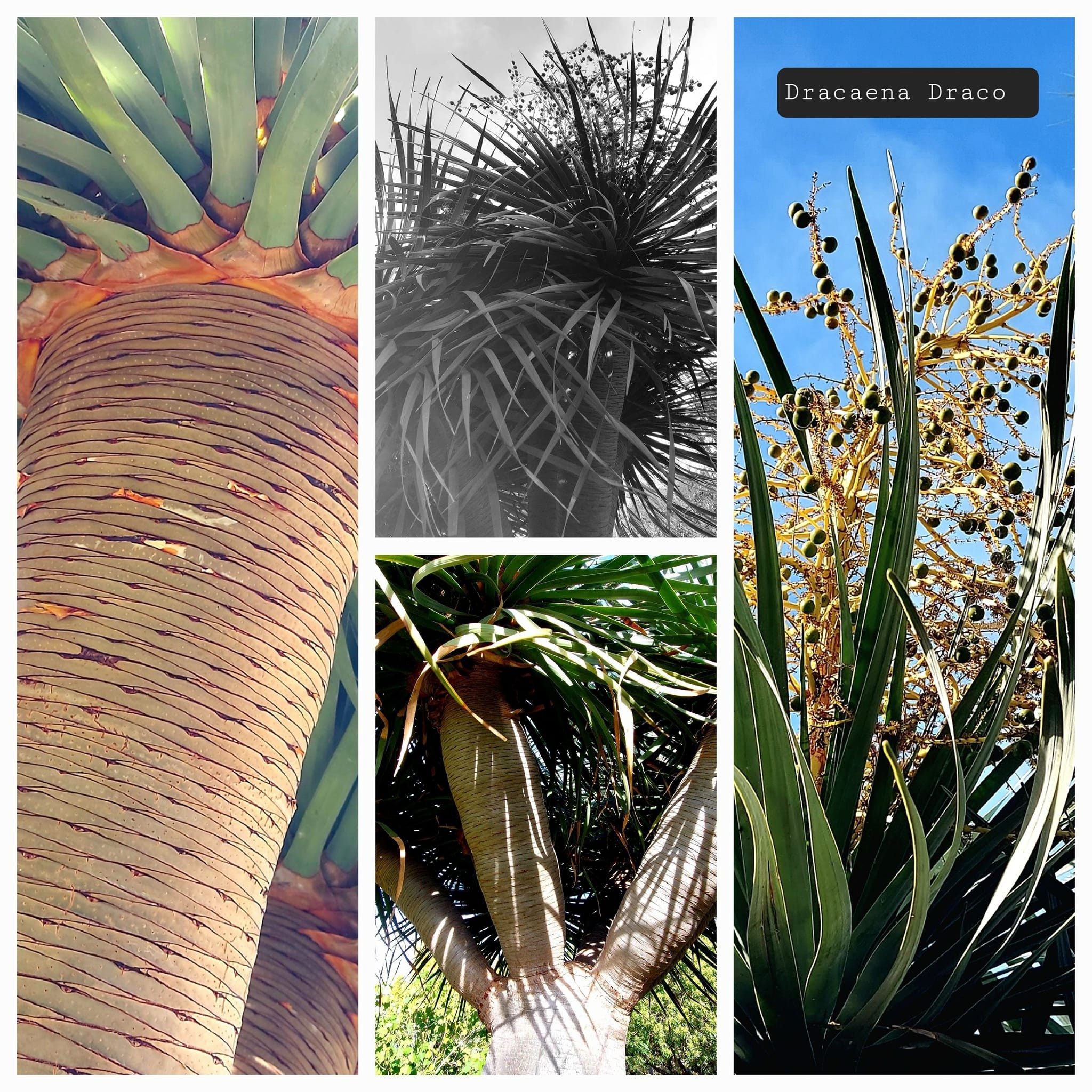 A DECOUVRIR AU JARDIN