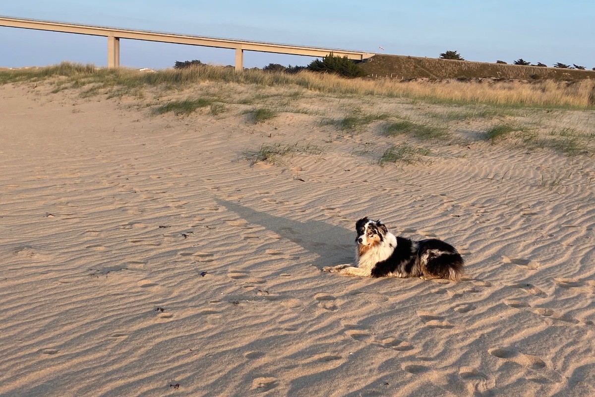 plages autorisées aux chiens sous conditions selon les saisons