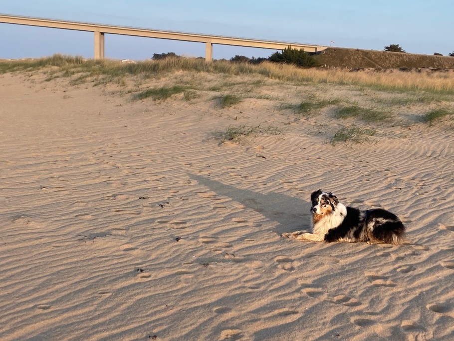 plages autorisées aux chiens sous conditions selon les saisons