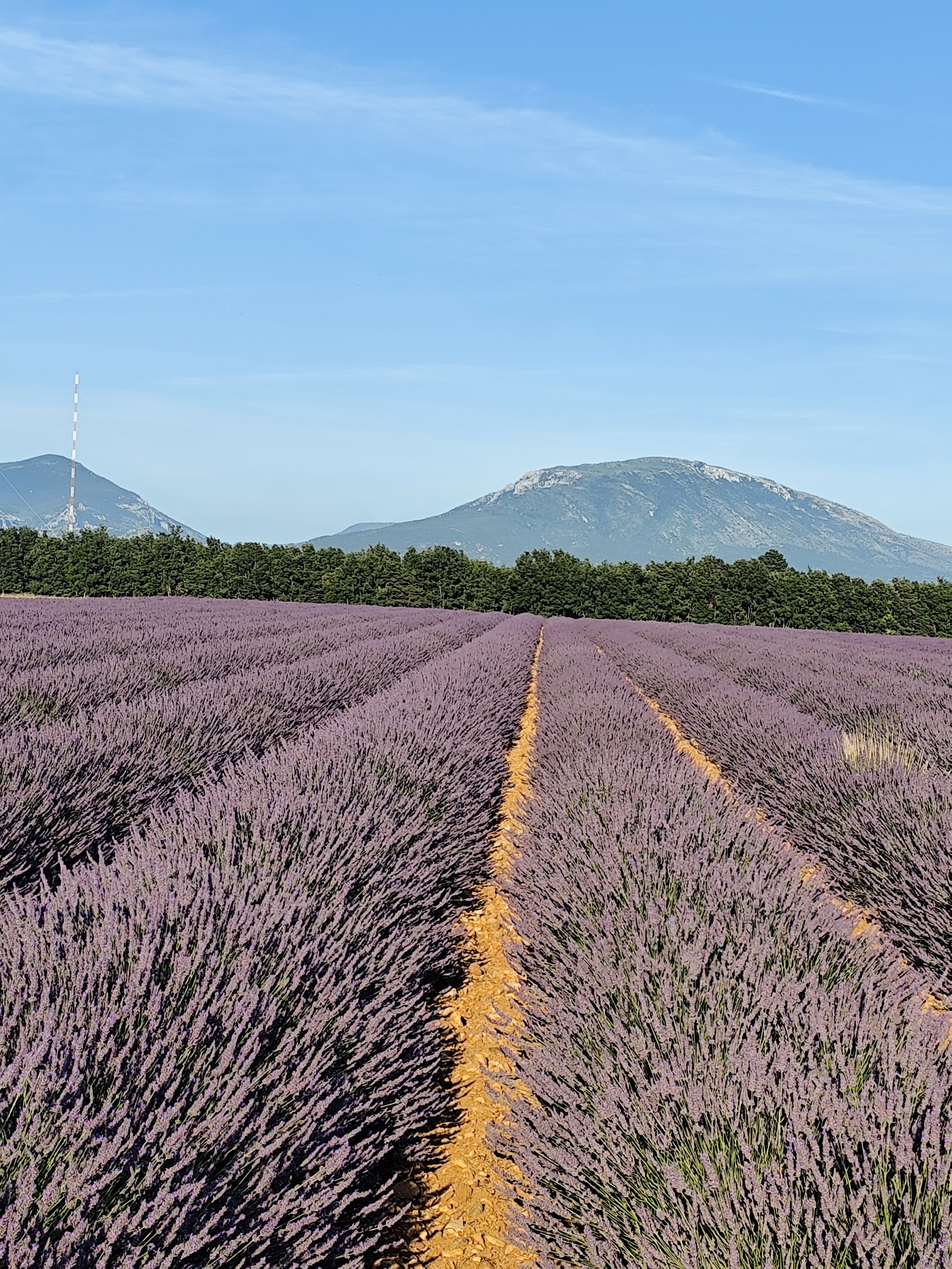 Lavender fields