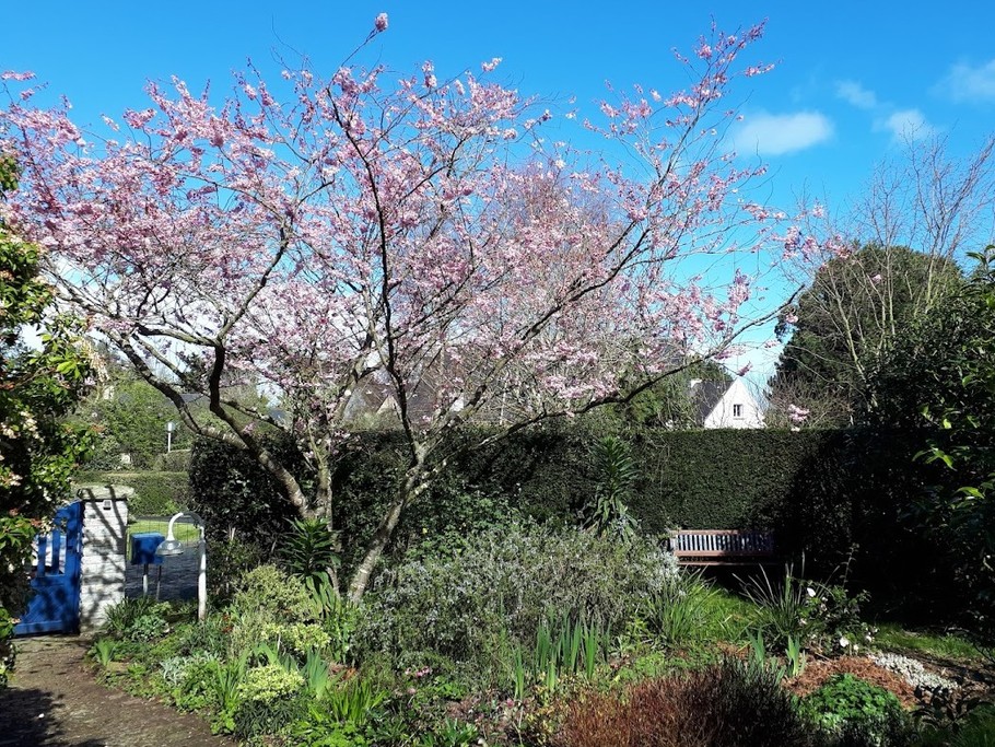 Le jardin au printemps