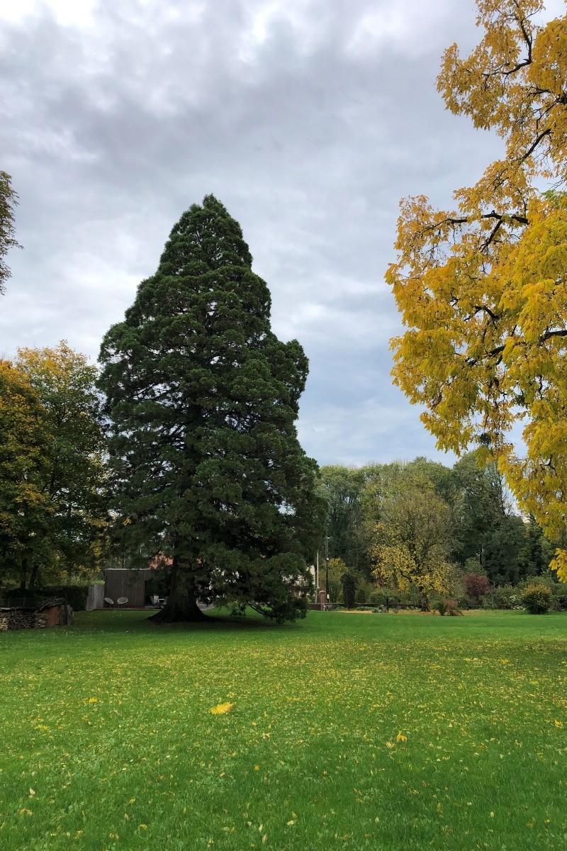 le parc et ses grands arbres