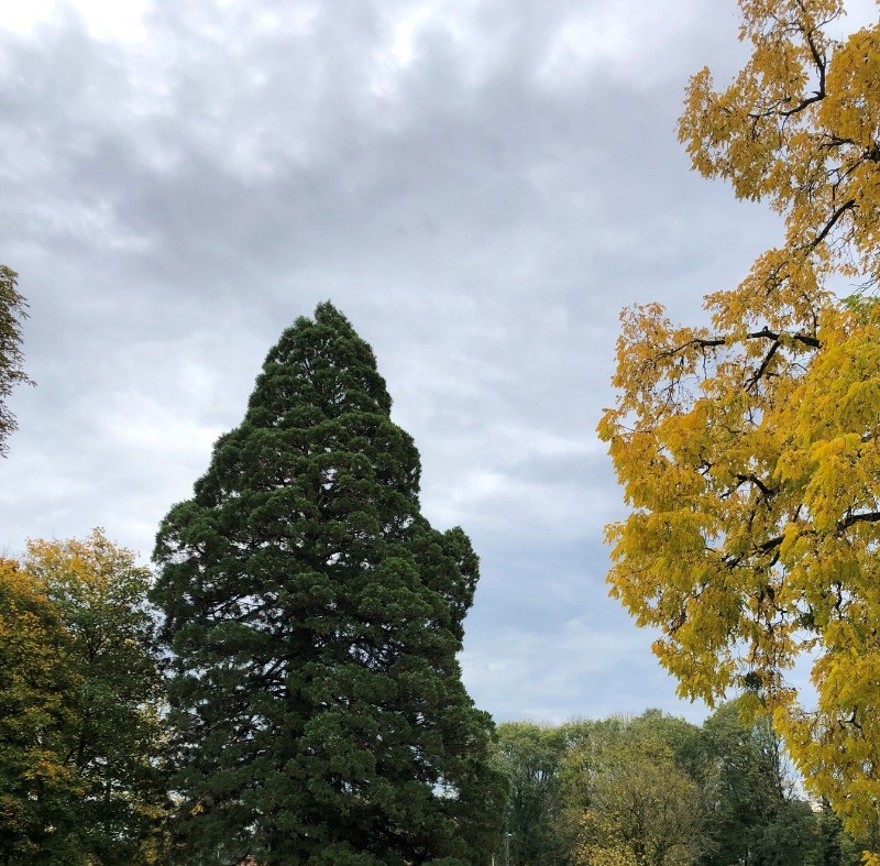 le parc et ses grands arbres