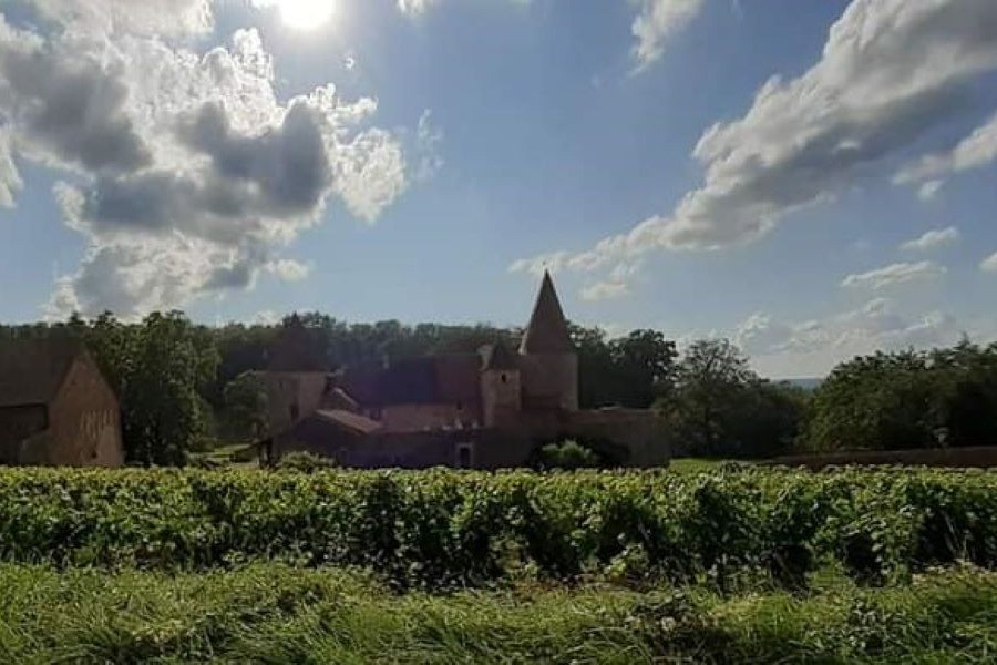 Explorer les vignobles