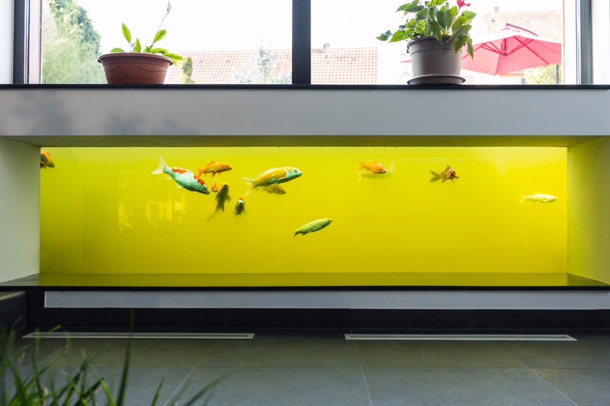 L'aquarium