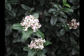 Au jardin en janvier