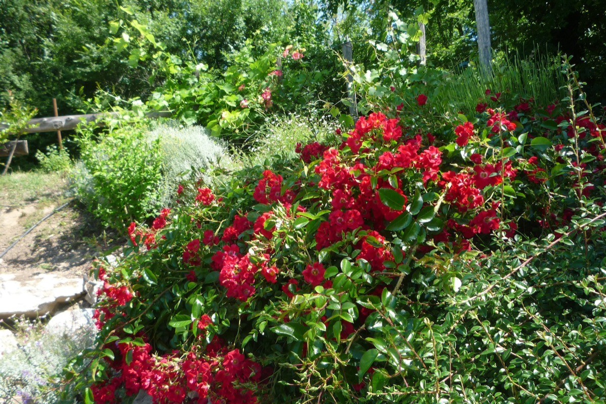 Le jardin