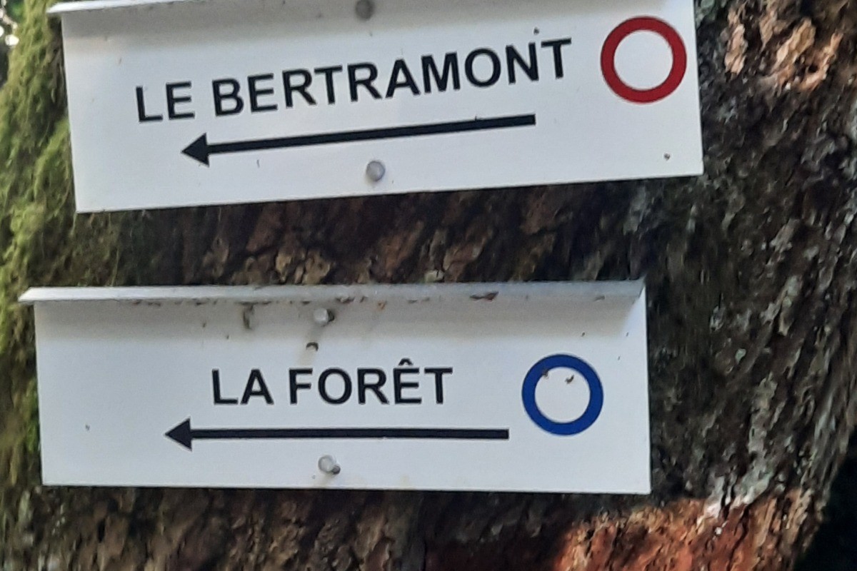 Nombreuses ballades en forêt à proximité - Le Chanot