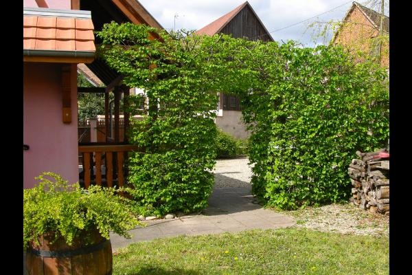 Passage sous les charmes vue coté jardin