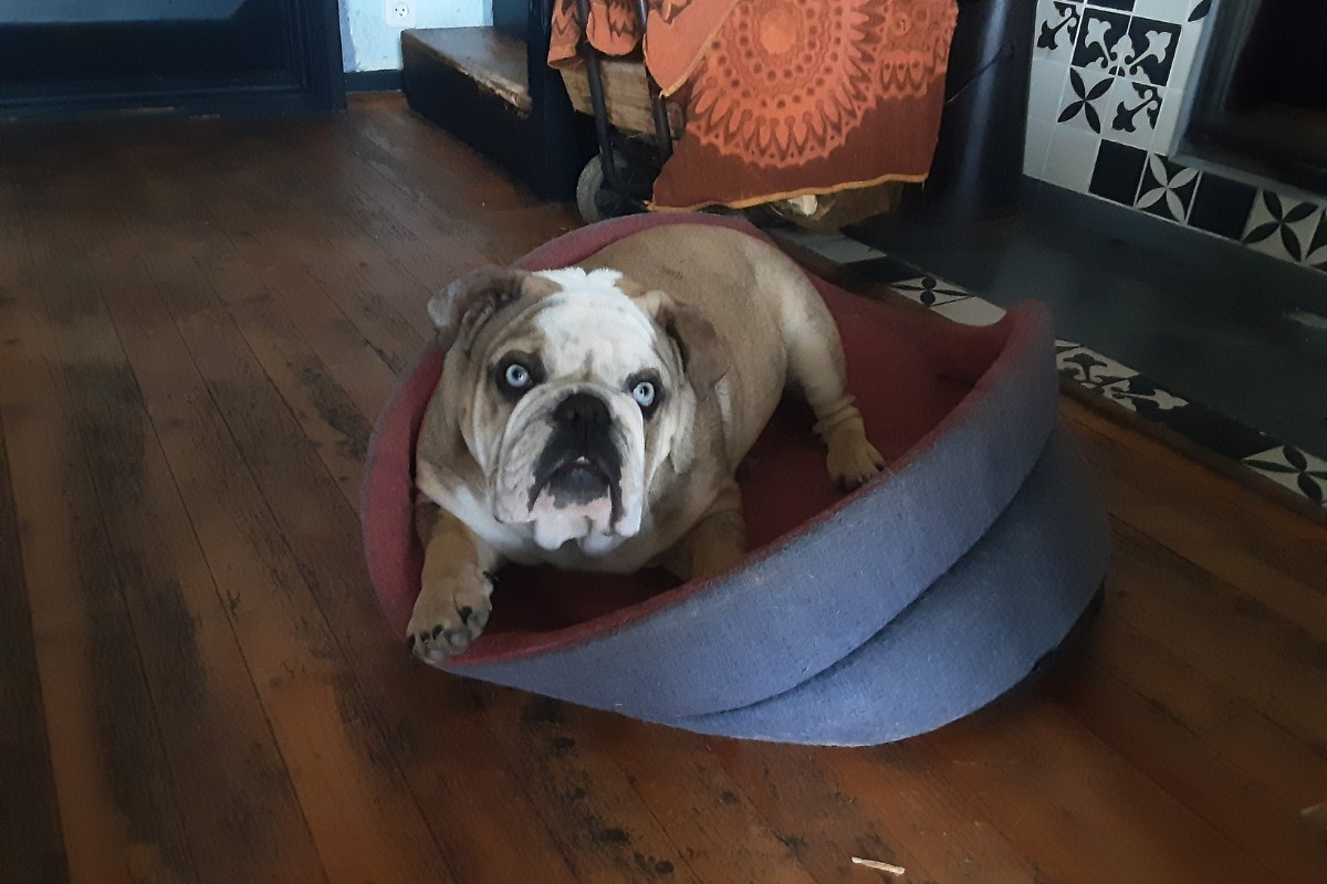 LULU nouveau maitre des lieux