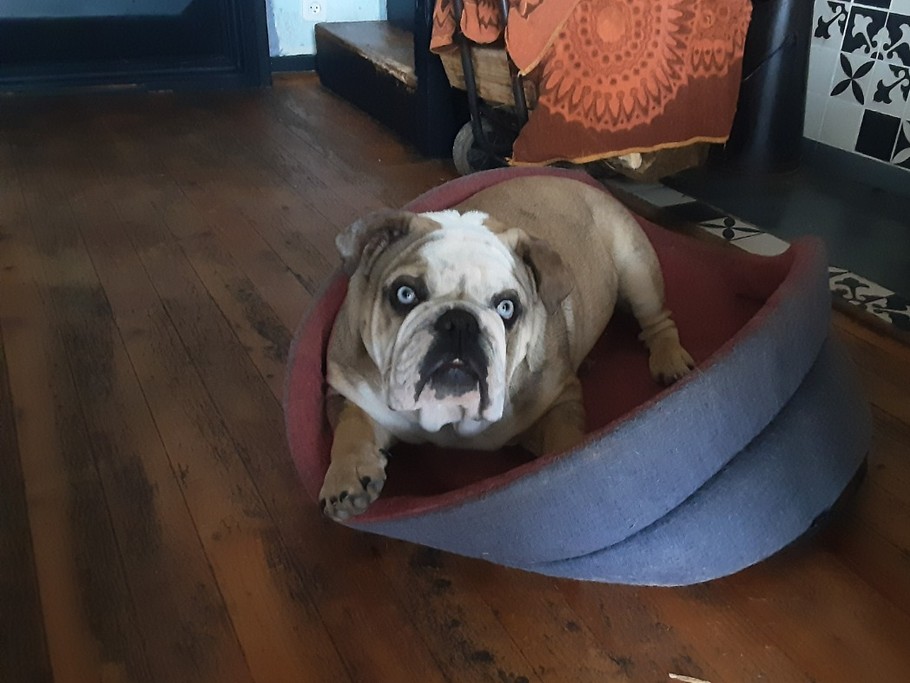 LULU nouveau maitre des lieux