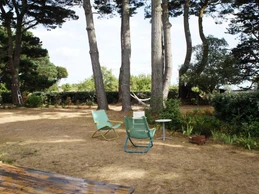 près des pins