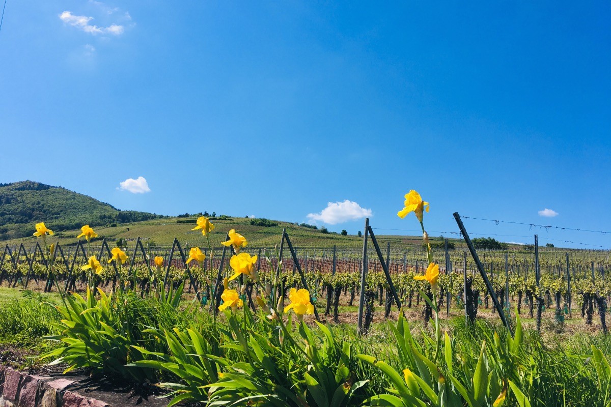 Profitez du printemps pour admirer les iris dans le vignoble lors d'une balade à pied autour du logement