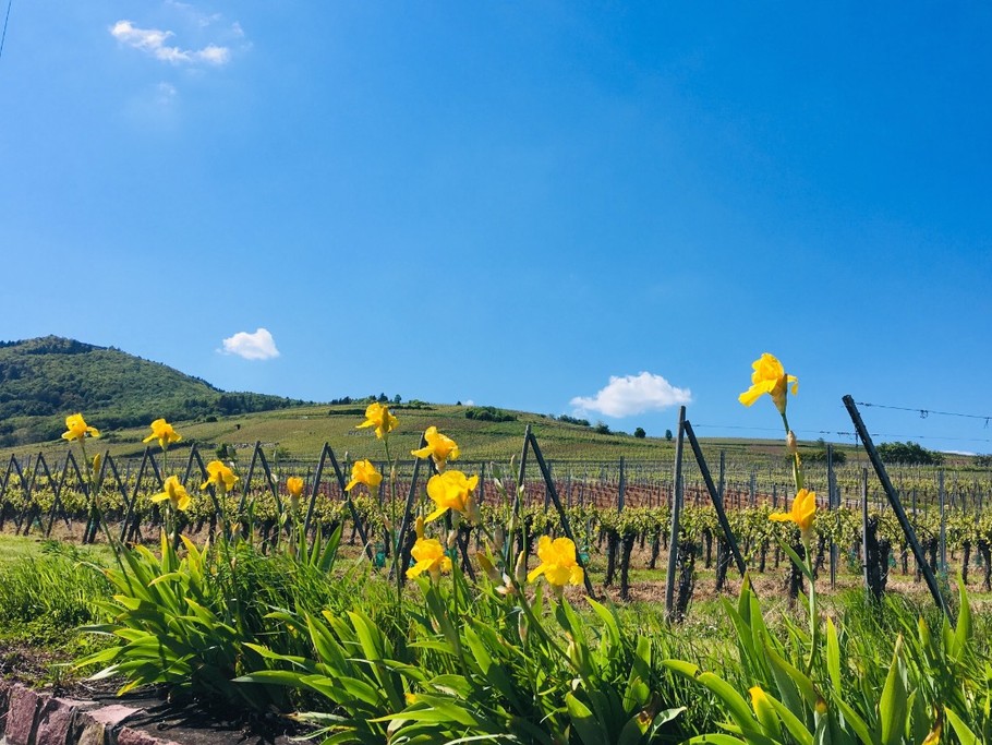 Profitez du printemps pour admirer les iris dans le vignoble lors d'une balade à pied autour du logement