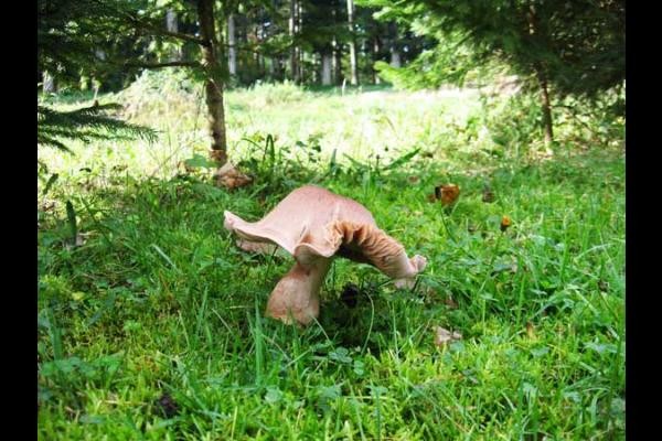 des champignons partout !