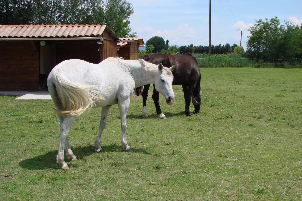 Kita et Whisper, les chevaux de la maison